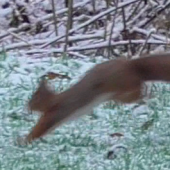 Red Squirrel
