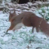 Red Squirrel