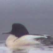 Goosander, Loch Morlich