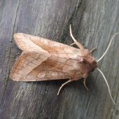 ROSY RUSTIC
