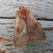 BARRED CHESTNUT