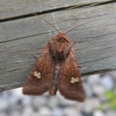 EAR MOTH AGG