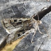 WHITE-LINE DART