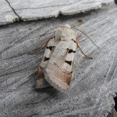AUTUMNAL RUSTIC