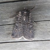 GARDEN DART