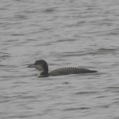 JUV GREAT NORTHERN DIVER