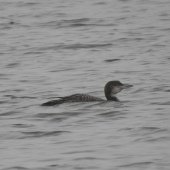 JUV GREAT NORTHERN DIVER