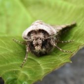 LIGHT FEATHERED RUSTIC