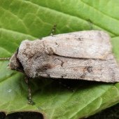 LIGHT FEATHERED RUSTIC