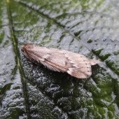 MARCH MOTH