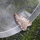 MARCH MOTH