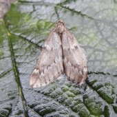 MARCH MOTH