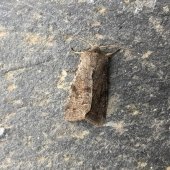 CLOUDED DRAB