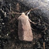 COMMON QUAKER with merged markings