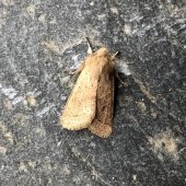 COMMON QUAKER