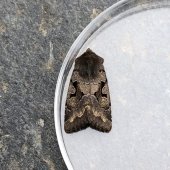 HEBREW CHARACTER