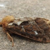 MAP-WINGED SWIFT