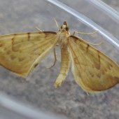 BARRED STRAW