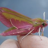 ELEPHANT HAWK-MOTH