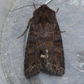 BROOM MOTH