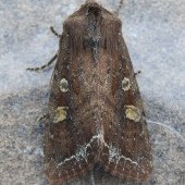 BRIGHT-LINE BROWN-EYE