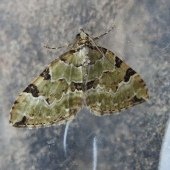 GREEN CARPET