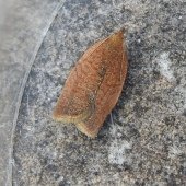 PRIVET TORTRIX