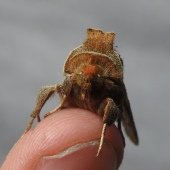 BURNISHED BRASS - HEAD VIEW
