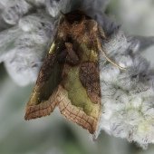 BURNISHED BRASS