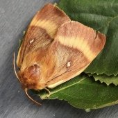 OAK EGGAR