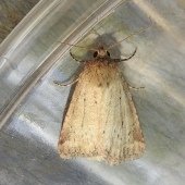 SMALL DOTTED BUFF