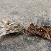 SILVER-Y + BEAUTIFUL GOLDEN-Y