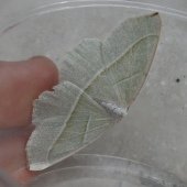 LIGHT EMERALD