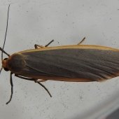 COMMON FOOTMAN
