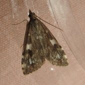 UDEA OLIVALIS