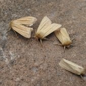 SMOKY WAINSCOTS
