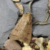 RUSTIC/UNCERTAIN AGG