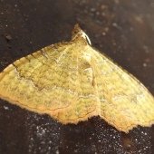YELLOW SHELL