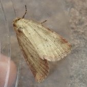SMALL DOTTED BUFF