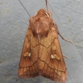 BROWN-LINE BRIGHT-EYE