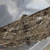 WILLOW BEAUTY