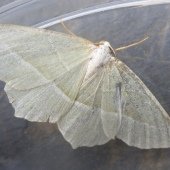LIGHT EMERALD