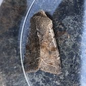 CLOUDED DRAB