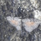 TAWNY SPECKLED PUG