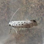 WILLOW ERMINE