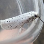 BIRD CHERRY ERMINE