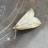 UDEA LUTEALIS