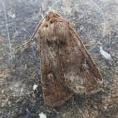 SQUARE SPOT RUSTIC