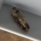 HEDYA SALICELLA