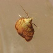 ACLERIS BERGMANNIANA